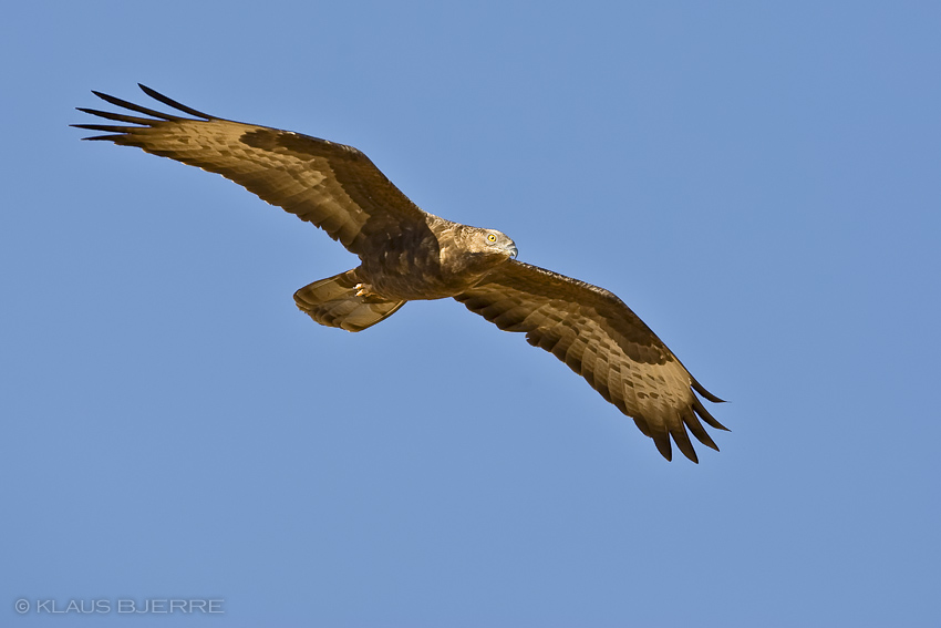 Honey Buzzard_KBJ4810.jpg - Honey Buzzard female - Eilat Mountains